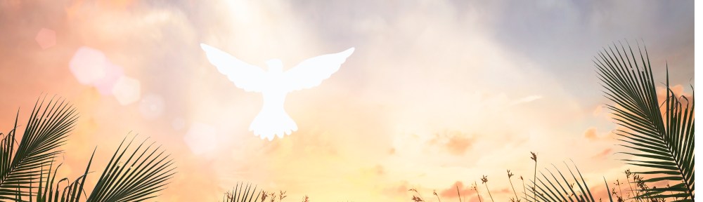 Picture of a Dove against bright sky